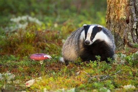 Exploring the Fascinating World of Badger Habitat: An In-Depth Look ...