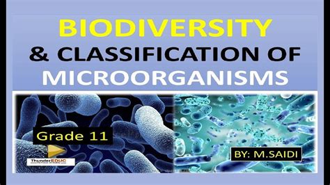 Grade Biodiversity Classification Of Microorganisms Life Science