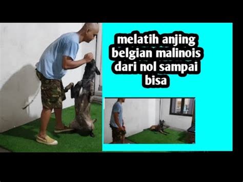 Trick Melatih Anjing Belgian Malinois Dari Nol Sampai Bisa Youtube