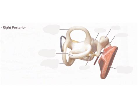 Ear - Right Posterior Quiz