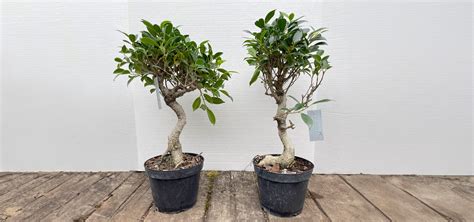 Tiger Bark Ficus Bonsai Workshop The Morton Arboretum