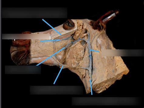 Equine Deeper Dissection Diagram Quizlet