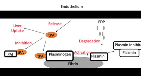 How Does Tissue Plasminogen Activator Work - Pediaa.Com