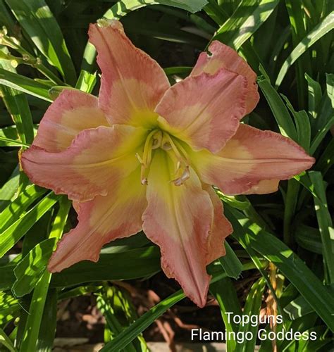 Daylily Hemerocallis Topguns Flamingo Goddess In The Daylilies