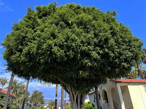 Weeping Fig Tree Santa Barbara Beautiful