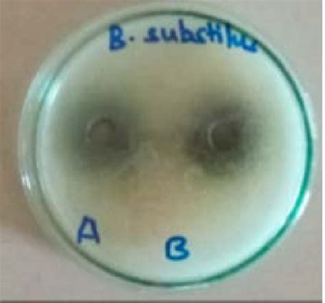 Agar Plates Containing Zones Of Inhibition Among The Bacillus Subtilis