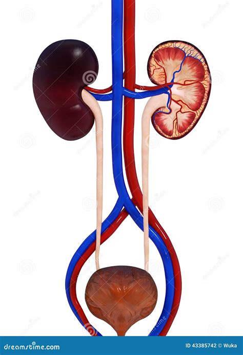 Human Urinary System Labelled Diagram Cartoon Vector | CartoonDealer ...