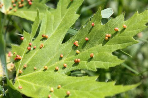 Gall Caused By Maple Bladder Gall Mite Or Vasates Quadripedes On Silver Maple Acer Saccharinum