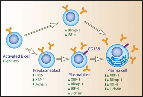 Figure From Unexpected Steps In Plasma Cell Differentiation