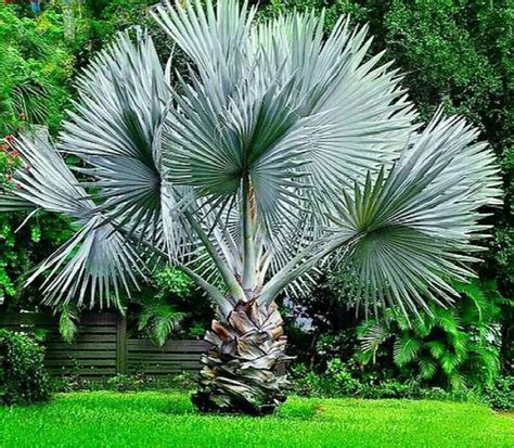 Palmeiras Plantas Tipos 10 Tipos De Palmeiras Para Decorar Sua Casa