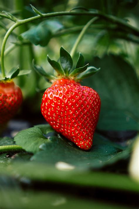 Erdbeeren Anbauen Diese 10 Schritte Sind Ein Muss Für Die Reiche Ernte