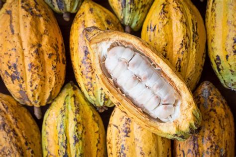 Le Chocolat Du Cacao La Tablette Foodip Dia Il Vaso Di Pandoro