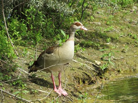 Egyptian Goose Bird Water - Free photo on Pixabay - Pixabay