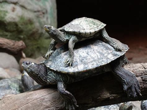 Turtle Riding Another Turtles Back Photograph By Marcel Zeeman Fine