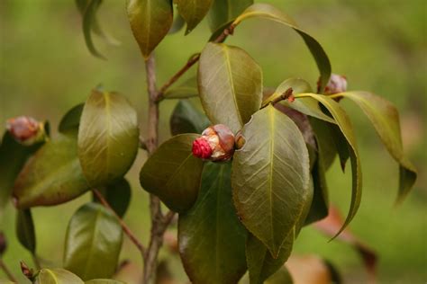 Cuidados De La Camelia Japónica En Maceta Huerto En Casa