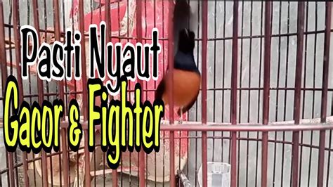 Cukup Sekali Pancing Jelas Nyaut Ikutan Gacor Dan Fighter Youtube