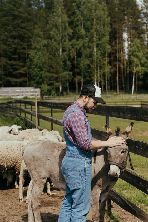 Donkey Farm Photos, Download The BEST Free Donkey Farm Stock Photos & HD Images