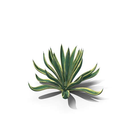 Agave Americana Century Plant PNG Images & PSDs for Download | PixelSquid - S113233345