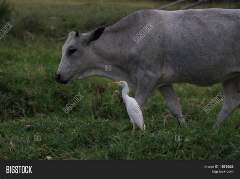 Cattle Egret Cattle Image & Photo (Free Trial) | Bigstock