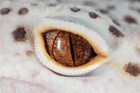 Leopard Gecko Eye Infections And Other Eye Problems