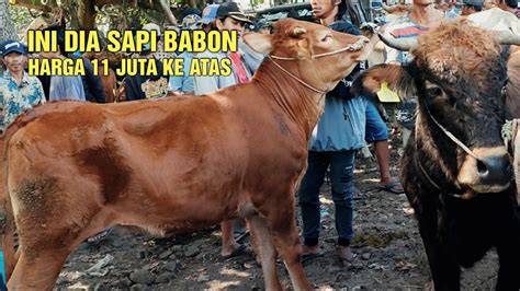 Survei Harga Sapi Babon Harga Juta Ke Atas Youtube