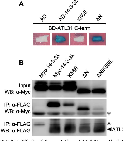 Figure From Phosphorylation Of Arabidopsis Ubiquitin Ligase Atl Is