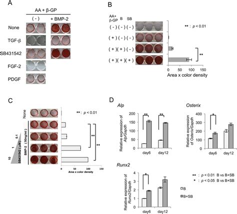 Effects Of Sb On Mineralized Nodule Formation By Mpdl