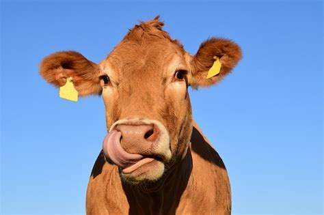 Why Do Cows Moo At Night 8 Major Reasons Newbie Farmer