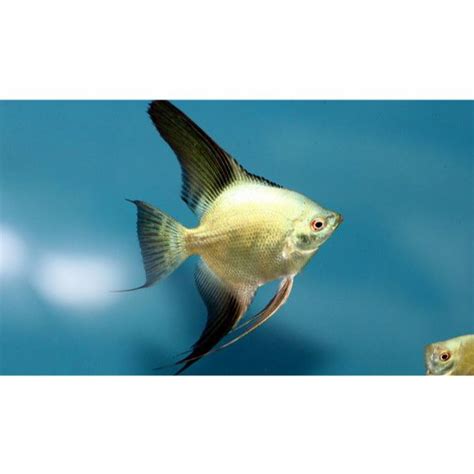 Angelfish Bulgarian Greenseal Point Hollywood Fish Farm Online