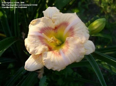 Plantfiles Pictures Daylily Siloam Baby Talk Hemerocallis By Sarajute