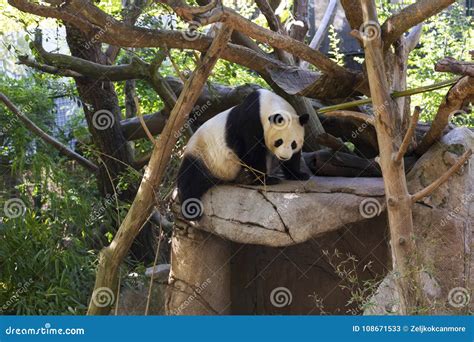 Giant Panda Black and White Bear in Animal Habitat Enclosure Stock Image - Image of famous ...