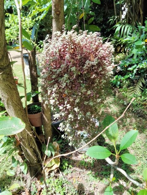 Turtle Vine Plants Flora Fauna