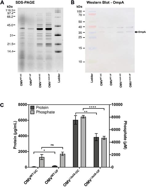 Frontiers Comparative Analysis Of Outer Membrane Vesicle Isolation Methods With An Escherichia