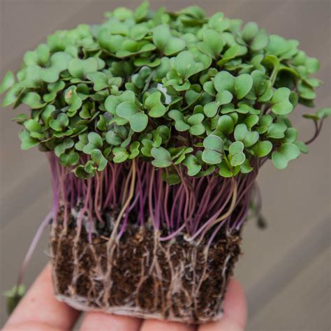 Kohlrabi Red Microgreens Seeds ︎ Mp Seeds