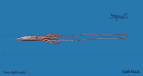 Giant Squid Size by SameerPrehistorica on DeviantArt