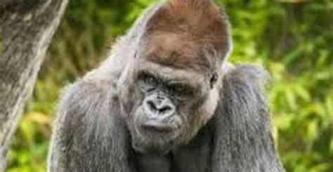 Cleveland Zoo Loses 32-Year-Old Gorilla Bebac To Heart Disease | HuffPost