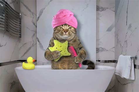 Happy Cat Hotel Offers Luxury Cat Care Experience In Westchester