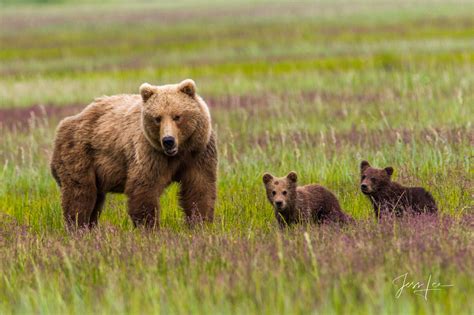 Alaska Brown Bear with two cubs Photo | Lake Clark Alaska | Photos by ...