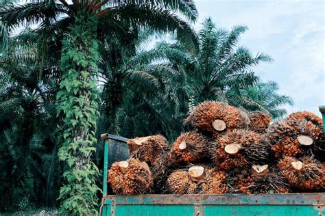 Harga Tbs Babel Periode Akhir Januari Naik