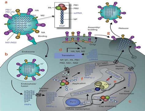 2 Schematic Diagram Of The Influenza Viral Life Cycle Das Et Al 2010