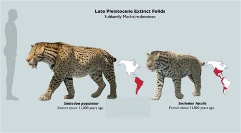 Pleistocene North American Jaguar Panthera Onca Augusta R