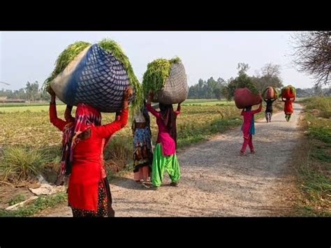 Real Life Indian Village Farmers Daily Routine Of Uttar Pradesh