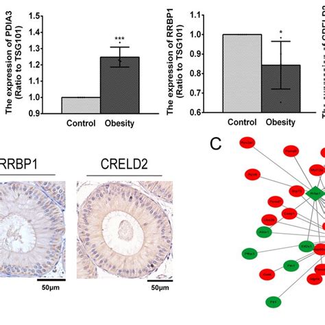 Differential Protein Expression Profiles Of Epididymis Derived Exosome