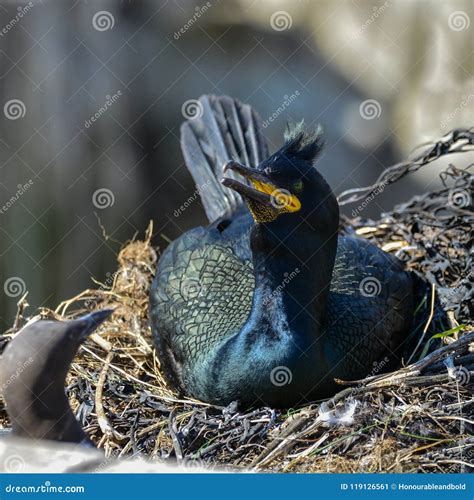 Stunning Nesting Shag Cormorant Birds Phalacrocorax Aristotelis Stock Image - Image of marine ...