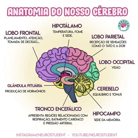 ANATOMIA CEREBRAL CONSTITUINTES Neuroanatomia Funcional