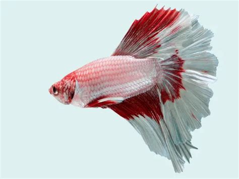 Revealing Spiritual And Symbolic Meanings Betta Fish Days Pets