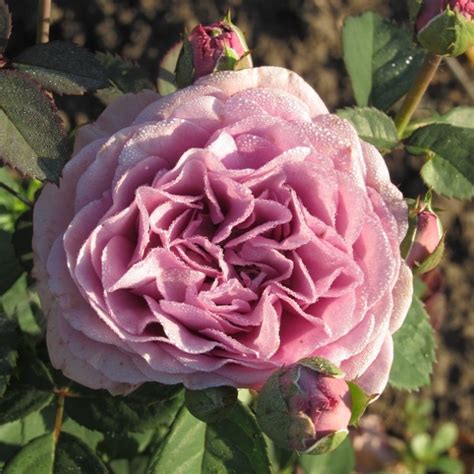 Купити саджанці рози Terra Limburgia (Терра Лімбурджія) - роза недорого ...