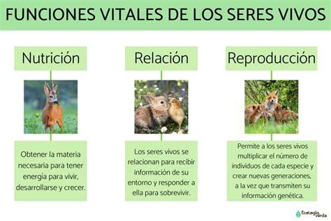 Las Funciones Vitales De Los Seres Vivos Images And Photos Finder Hot