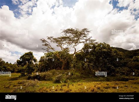 Acacia Baobab Trees Botswana Hi Res Stock Photography And Images Alamy