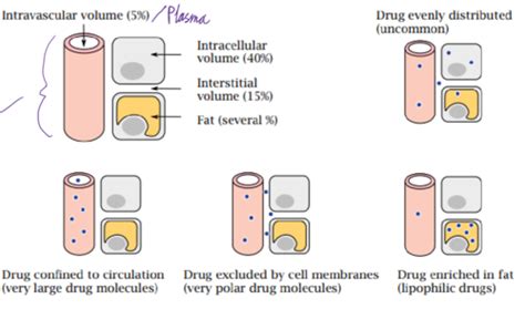 D Pharmacokinetics Drug Distribution Flashcards Quizlet